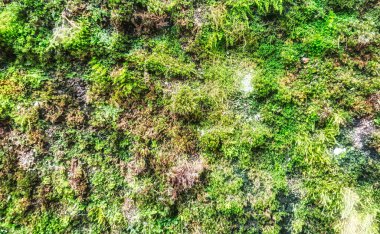  Tarihi bir kasabanın duvarındaki yeşil doğal yosun bitkilerinin sıcak ve gizemli bir manzarası vardır.