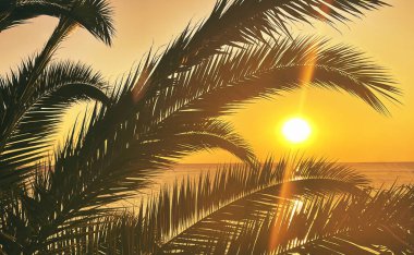 idyllic tropical sunset with palm trees and ocean
