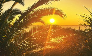 idyllic tropical sunset with palm trees and ocean