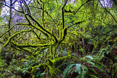 Yoğun bir ormandaki karışık dalları ve eğreltiotlarını kaplayan canlı yosunlar Point Reyes California 'daki doğanın güzelliğini vurguluyor..