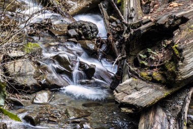 Garberville California 'nın sekoya ormanlarındaki kayaların üzerinden akan küçük bir dere güzellikleri ve sükuneti gözler önüne seriyor..
