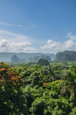 Vinales, Küba - 10 Temmuz 2018: Vinales Vadisi, Küba 'nın doğal güzelliklerini gözler önüne seren açık mavi gökyüzü altında yemyeşil ve çarpıcı dağlara sahiptir..