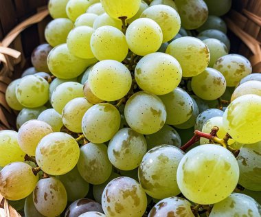 Natura 'da yemek için lezzetli üzümler ve lezzetli şaraplar yapmak için.