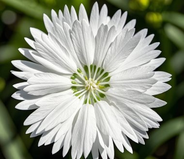 Dianthus caryophyllus - craveiro - karanfiller canlı renkleri, ince püsküllü yaprakları ve büyüleyici kokusuyla ödüllendirilir..