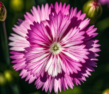 Dianthus caryophyllus - craveiro - karanfiller canlı renkleri, ince püsküllü yaprakları ve büyüleyici kokusuyla ödüllendirilir..