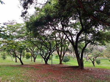 Park, insan keyfi ve eğlencesi için ya da doğal yaşam ya da doğal yaşam alanlarının korunması için ayrılmış doğal, yarı doğal ya da ekilmiş bir alandır.