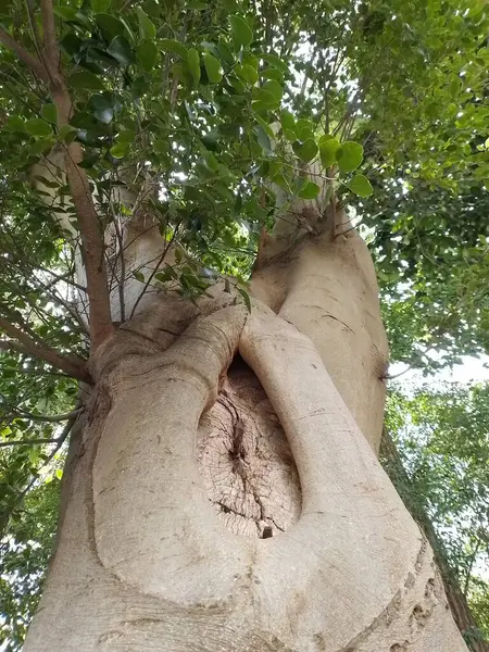 Park ulusal tarihi bir dönüm noktasıdır. I. Pedro, Ipiranga Nehri 'nin yanındaki Ipiranga Tepesi' nde, 1822 yılında Portekiz 'den bağımsızlığını ilan etti: peyzaj bölgeleri ve heterojen ormanlar. Fransız bahçesinde. 