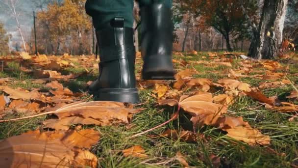 Pernas Uma Jovem Mulher Botas Andando Sobre Folhas Bordo Outono — Vídeo de Stock