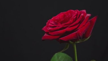 Büyük yapraklı kırmızı gül, siyah arka planda hareketleniyor. Yeşil bir sapta zarif kırmızı bir gül gelişir..
