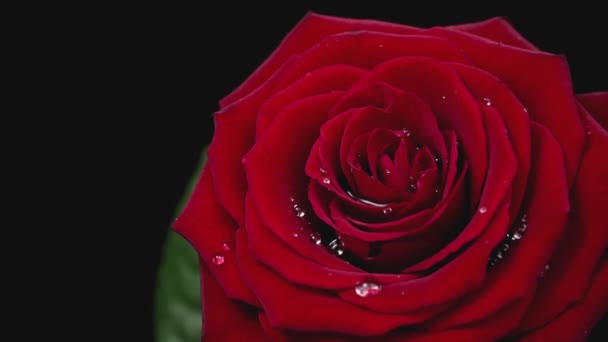 Vízcseppek Csepegnek Egy Vörös Rózsa Szirmaira Lassú Mozdulattal Vörös Rózsa — Stock videók