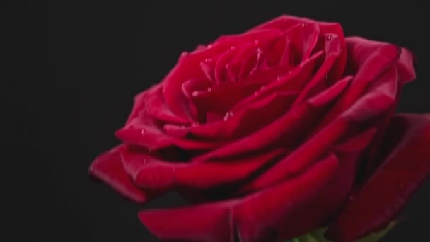 Punainen Ruusu Jossa Pisaroita Terälehdissä Sekoittuu Mustalla Taustalla Viehättävä Tulipunainen — kuvapankkivideo