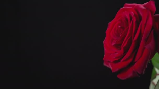 Red Rose Large Petals Stirs Black Background Close Graceful Scarlet — Stock Video