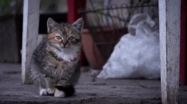 Small fluffy homeless kitten sits alone on cold concrete. Homeless hungry kittens are growing on the street in the cold season. Sad pets to drive out into the street.