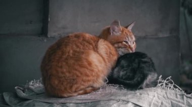 Family of poor homeless cats with kittens is basking in a pile of rubbish. Homeless hungry cats grow on the street in the cold season. Sad pets to drive out into the street.