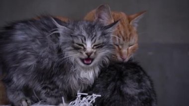 Small fluffy hungry kitten meows and cries close-up. Homeless hungry cats grow on the street in the cold season. Sad pets to drive out into the street.