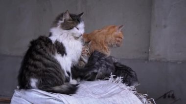 Family of poor homeless cats with kittens is basking in a pile of rubbish. Homeless hungry cats grow on the street in the cold season. Sad pets to drive out into the street.