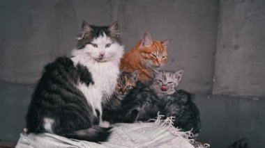 Family of poor homeless cats with kittens is basking in a pile of rubbish. Homeless hungry cats grow on the street in the cold season. Sad pets to drive out into the street.