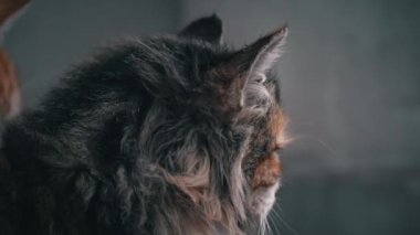 Fluffy homeless cat sits alone, muzzle close-up. Homeless hungry cats grow on the street in the cold season. Sad pets to drive out into the street.