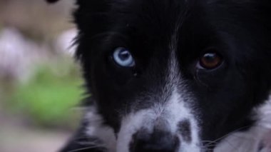 Sad dog sits on a chain tied near the booth. A watchdog guards people. Poor hungry and angry dog living in a booth.