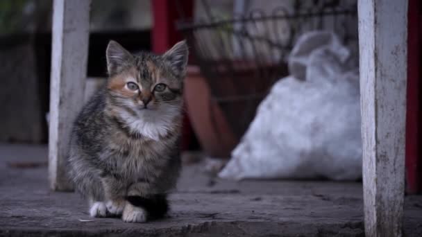 小さなふわふわのホームレスの子猫は冷たいコンクリートの上に一人で座っています 寒い季節にはホームレスの空腹の子猫が路上で成長しています 悲しいペットは通りに出るために — ストック動画