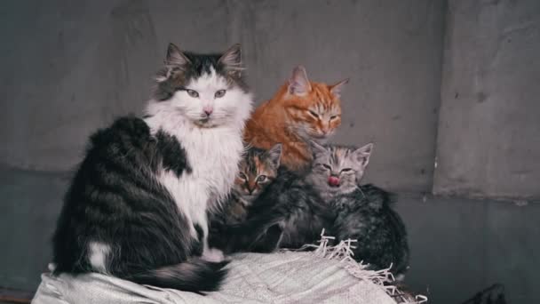 Family Poor Homeless Cats Kittens Basking Pile Rubbish Homeless Hungry — Stockvideo