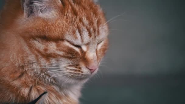Fluffy Homeless Cat Sits Alone Muzzle Close Homeless Hungry Cats — Stockvideo