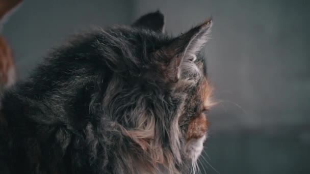 Χνουδωτή Άστεγη Γάτα Κάθεται Μόνη Της Κάνει Κοντινό Φίμωτρο Άστεγες — Αρχείο Βίντεο