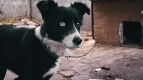 悲哀的狗坐在靠近摊位的链条上 看门狗守护人 可怜的饥饿和愤怒的狗住在一个摊位里 — 图库视频影像
