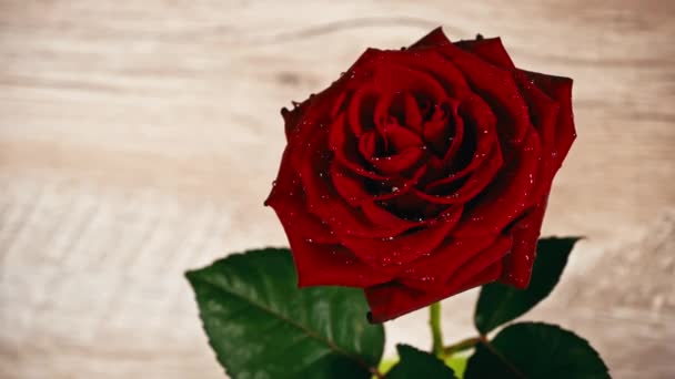 赤いバラの花びらに水滴が落ちる 花弁に滴が付いている赤いバラは白い背景で攪拌します 花びらに薄紫色のカードで優雅な緋色のバラ — ストック動画