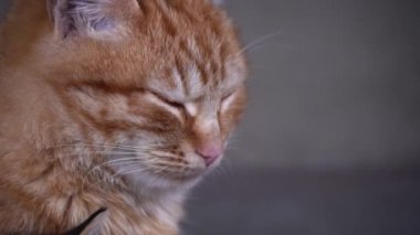 Fluffy homeless cat sits alone, muzzle close-up. Homeless hungry cats grow on the street in the cold season. Sad pets to drive out into the street.