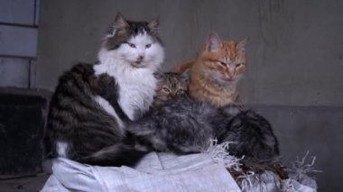 Family of poor homeless cats with kittens is basking in a pile of rubbish. Homeless hungry cats grow on the street in the cold season. Sad pets to drive out into the street.