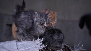 Family of poor homeless cats with kittens is basking in a pile of rubbish. Homeless hungry cats grow on the street in the cold season. Sad pets to drive out into the street.