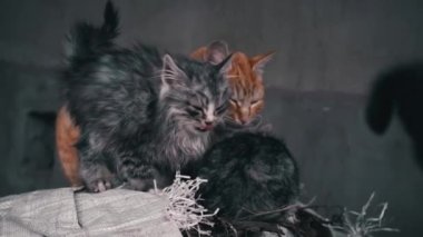 Family of poor homeless cats with kittens is basking in a pile of rubbish. Homeless hungry cats grow on the street in the cold season. Sad pets to drive out into the street.