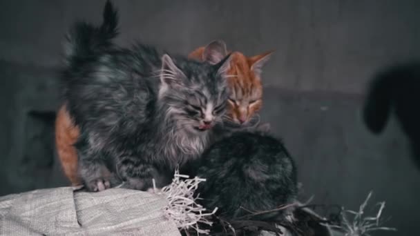 Family Poor Homeless Cats Kittens Basking Pile Rubbish Homeless Hungry — Stok Video