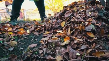 Woman removes autumn leaves by raking them into a pile. Cleaning up autumn leaves. The cleaning lady collects brown leaves on the ground.