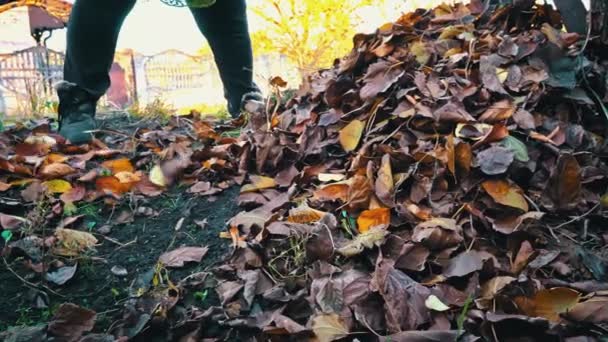 Woman Removes Autumn Leaves Raking Them Pile Cleaning Autumn Leaves — Vídeo de stock