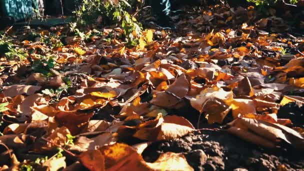 Woman Removes Autumn Leaves Raking Them Pile Cleaning Autumn Leaves — 비디오