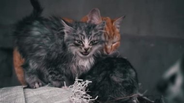 Family of poor homeless cats with kittens is basking in a pile of rubbish. Homeless hungry cats grow on the street in the cold season. Sad pets to drive out into the street.