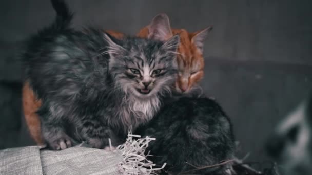 Family Poor Homeless Cats Kittens Basking Pile Rubbish Homeless Hungry — Vídeo de stock
