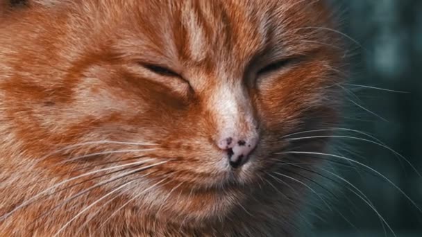 Lonely Homeless Red Cat Sits Park Hungry Dirty Cat Sad — Video