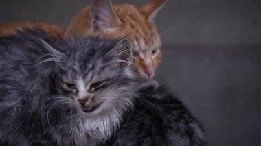 Small fluffy hungry kitten meows and cries close-up. Homeless hungry cats grow on the street in the cold season. Sad pets to drive out into the street.