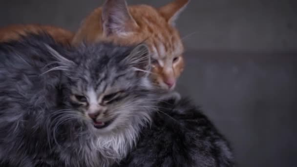 Small Fluffy Hungry Kitten Meows Cries Close Homeless Hungry Cats — Vídeo de Stock