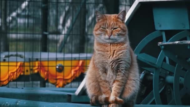 Homeless Red Cat Sits Street Hungry Dirty Cat Sad Muzzle — Video