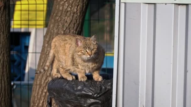 Безпритульні Голодні Коти Їдять Залишки Підлоги Брудні Коти Сумною Мордою — стокове відео