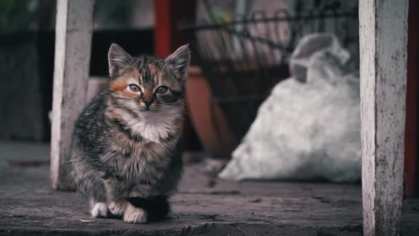 Small Fluffy Homeless Kitten Sits Alone Cold Concrete Homeless Hungry — Vídeos de Stock