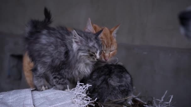 Family Poor Homeless Cats Kittens Basking Pile Rubbish Homeless Hungry — Stock Video