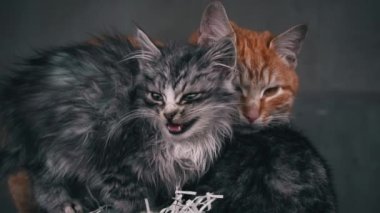 Small fluffy hungry kitten meows and cries close-up. Homeless hungry cats grow on the street in the cold season. Sad pets to drive out into the street.