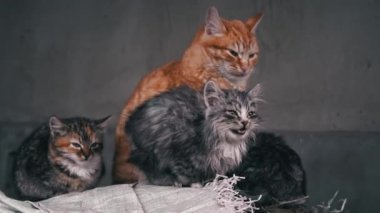 Family of poor homeless cats with kittens is basking in a pile of rubbish. Homeless hungry cats grow on the street in the cold season. Sad pets to drive out into the street.