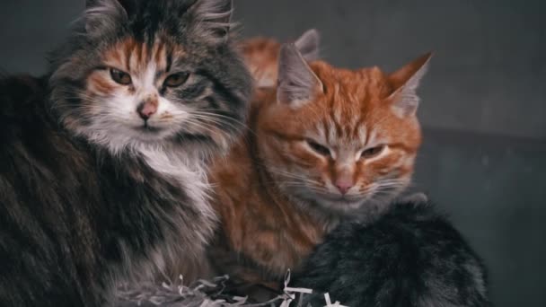 Family Poor Homeless Cats Kittens Basking Pile Rubbish Homeless Hungry — Stock video
