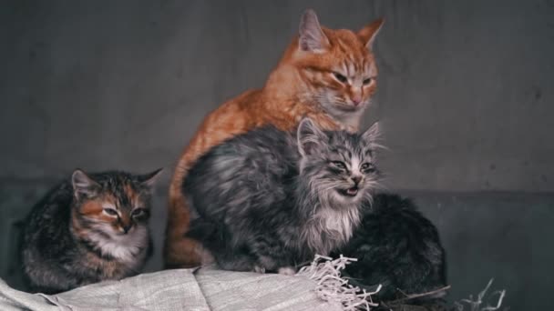 Family Poor Homeless Cats Kittens Basking Pile Rubbish Homeless Hungry — Stok video